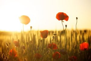 Read more about the article ΑΓΑΠΗ  ΕΙΝΑΙ !