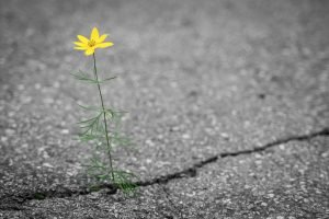 Read more about the article Ποίηση Χαϊκού – Θα δεις λουλούδια –