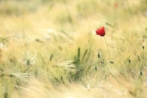 Read more about the article ΠΕΜΠΤΟΥΣΙΑ  ΤΟΥ  ΘΕΡΟΥΣ