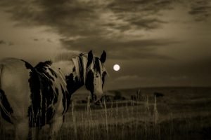 Read more about the article ΕΝΟΧΗ