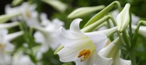 Read more about the article ~Λευκό και αγαπημένο~