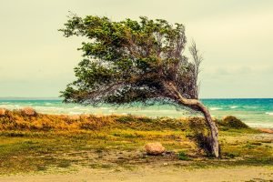Read more about the article Ποίηση – Η πατρίδα μου –