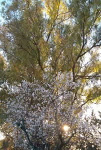 Read more about the article Αφήγημα – Ο ξένος –