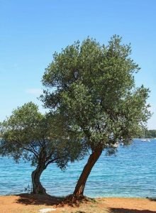 Read more about the article Σκέψεις – Το δέντρο και η θάλασσα –
