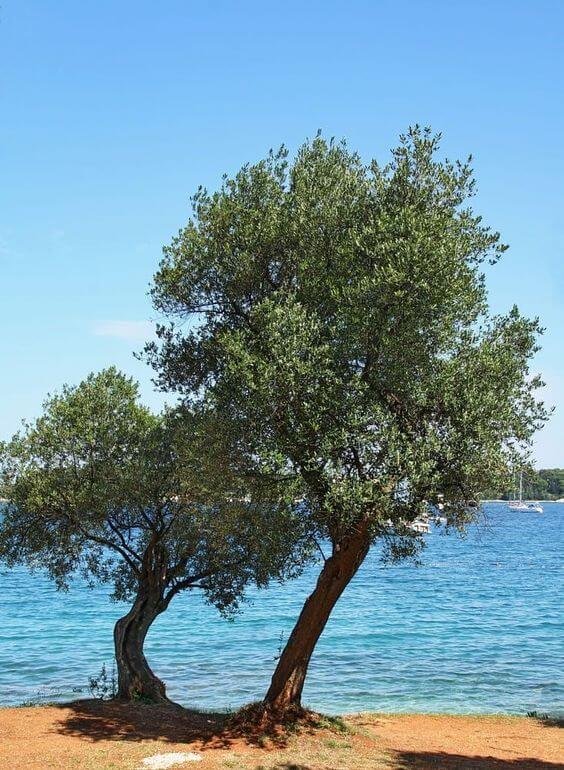 You are currently viewing Σκέψεις – Το δέντρο και η θάλασσα –