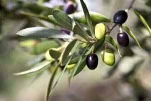 Read more about the article Ποίηση – Κλειστός του ονείρου ο δρόμος –